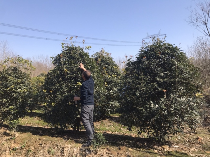 黑松及造型树，苗圃直发，量大从优诚信经营一手货源