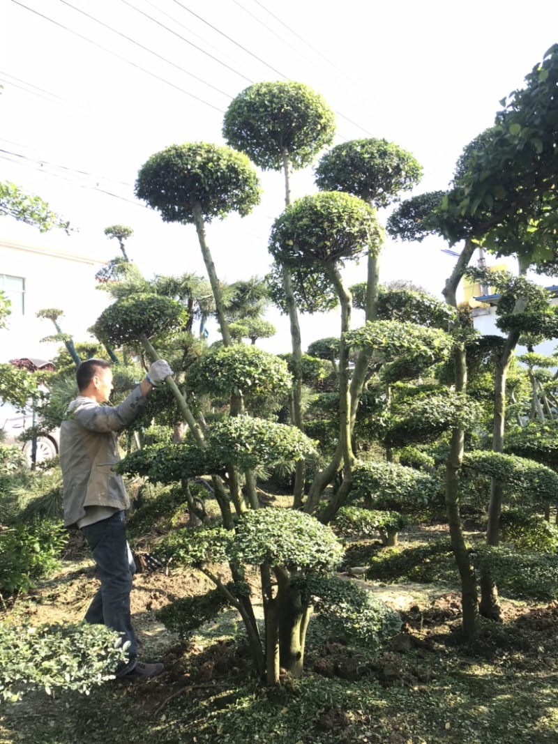黑松及造型树，苗圃直发，量大从优诚信经营一手货源