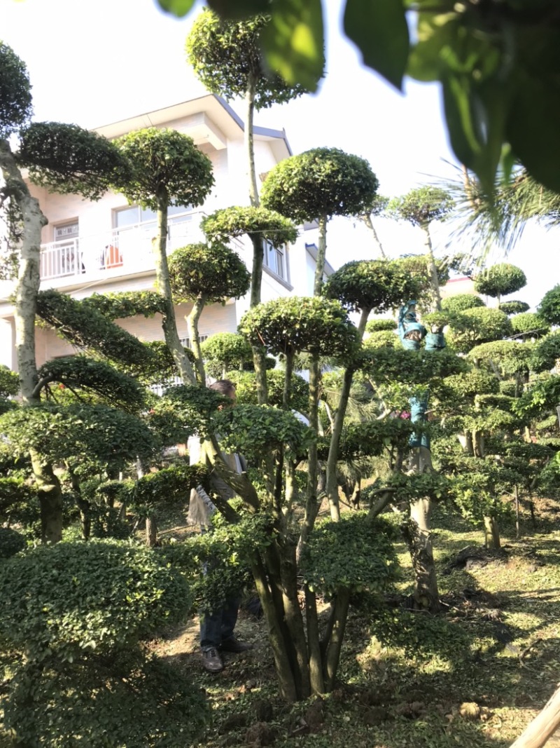 黑松及造型树，苗圃直发，量大从优诚信经营一手货源