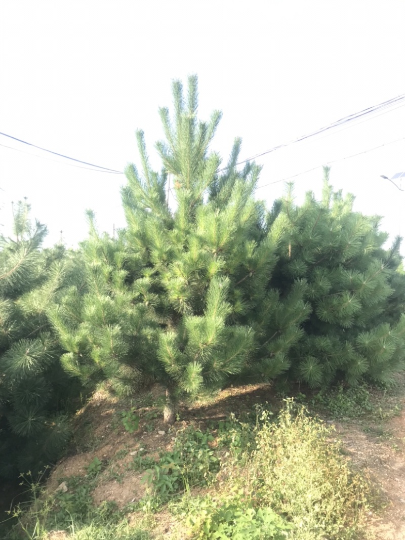 黑松及造型树，苗圃直发，量大从优诚信经营一手货源