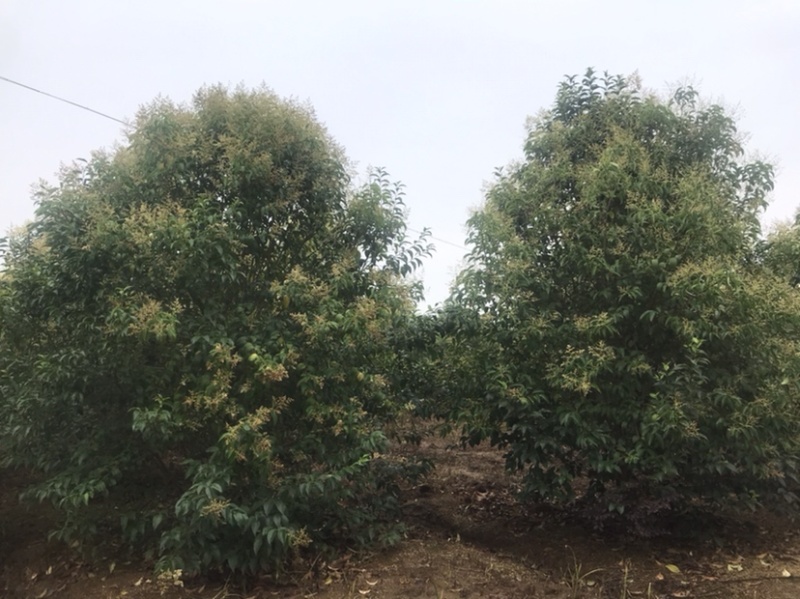 黑松及造型树，苗圃直发，量大从优诚信经营一手货源