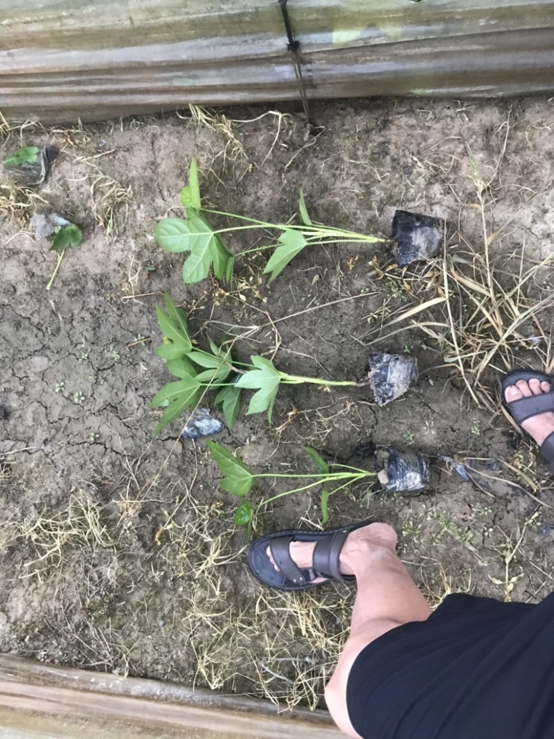 火棘球