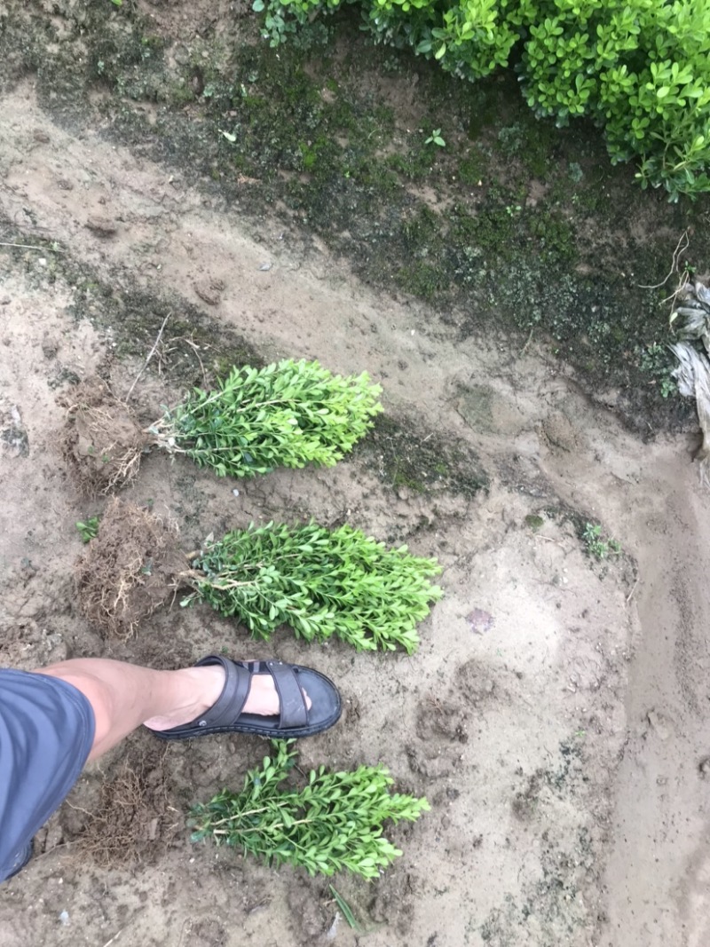 火棘球