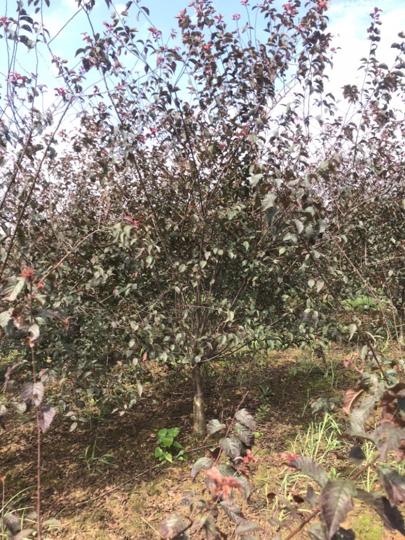 红叶碧桃5到8公分量大苗圃货源，诚信经营欢迎实地考察