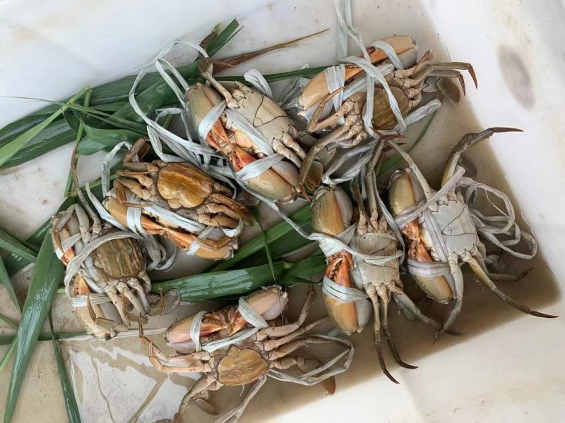 青蟹
