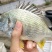 黄鳍鲷黄脚立