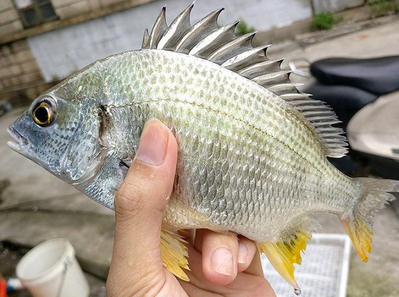 黄鳍鲷黄脚立