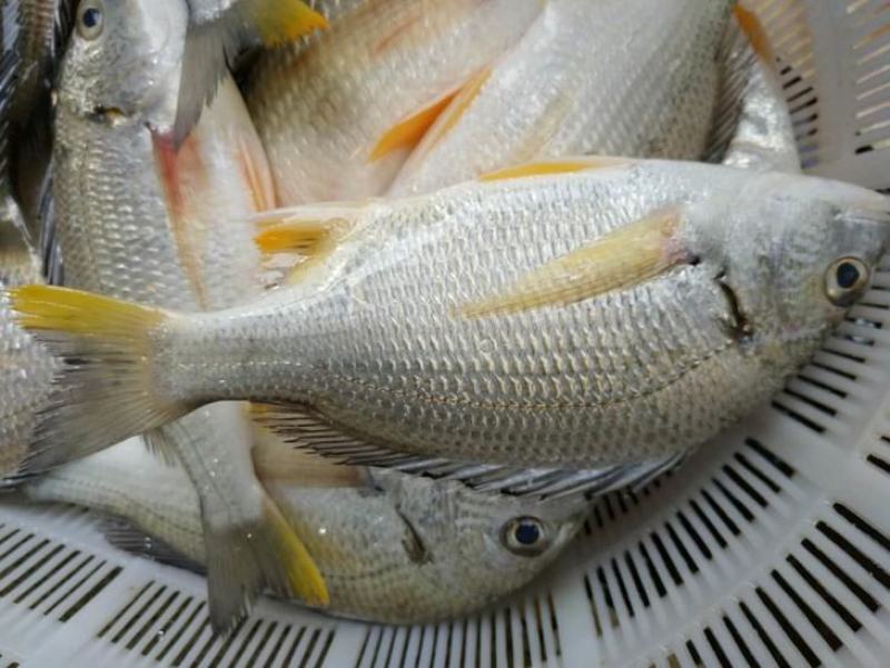 黄鳍鲷黄脚立