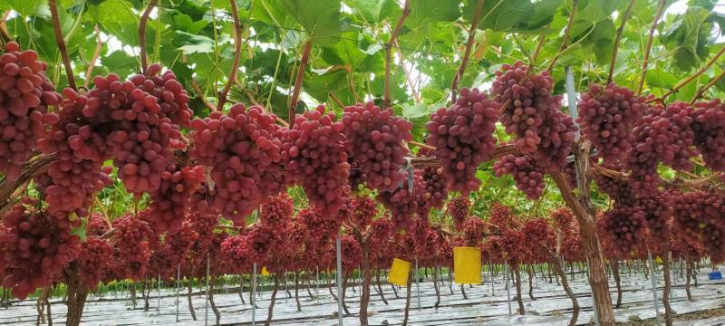 克伦生葡萄大量上市一件代发整车落地配实力代办西昌