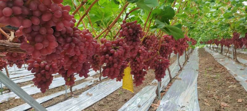 克伦生葡萄大量上市一件代发整车落地配实力代办西昌