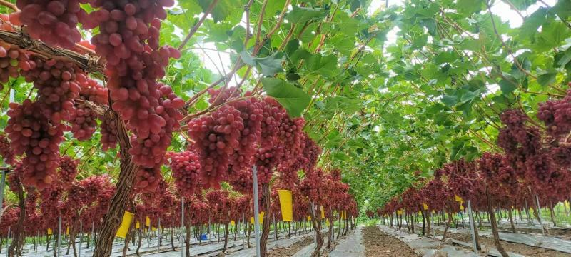 克伦生葡萄大量上市一件代发整车落地配实力代办西昌