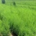 20--100公分裸根侧柏苗80-200公分高养大量供应
