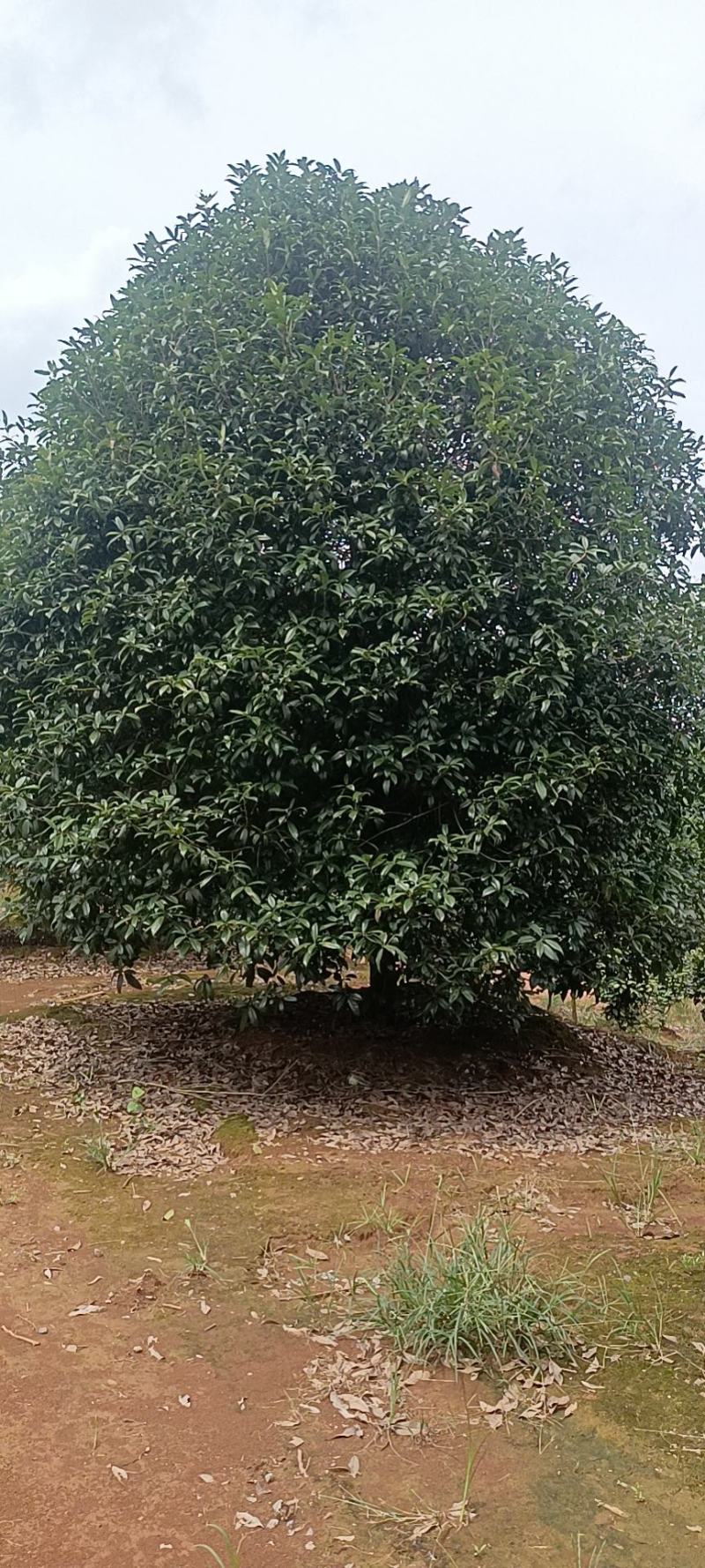 桂花，桂花树，桂花12公分桂花10公分【鸿洋园艺】