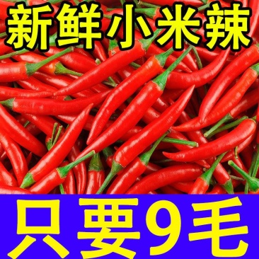 小米椒高辣小米辣鲜辣椒专业发市场电商一件代发日发万单