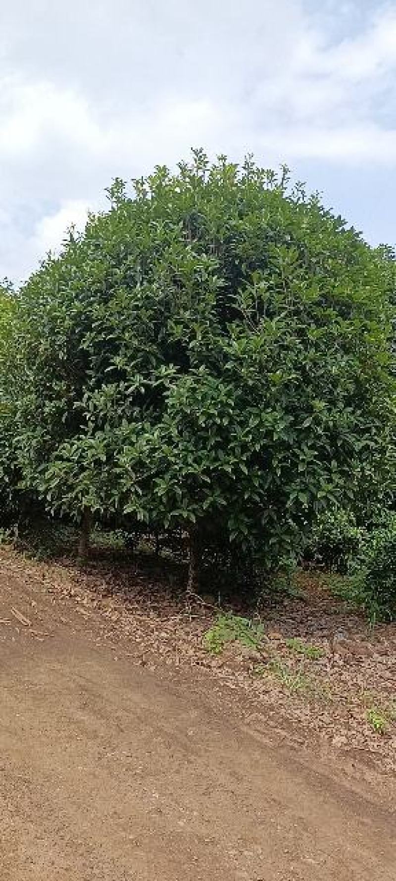 桂花，桂花树，桂花12公分桂花10公分【鸿洋园艺】