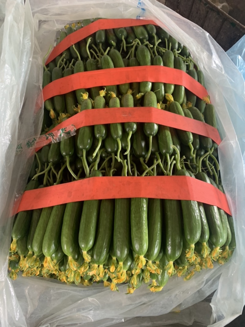 黄瓜花小黄瓜花山东寿光小黄瓜基地直供常年有货