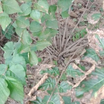 丛生丁香，基地直销，1-3米，欢迎朋友前来选购