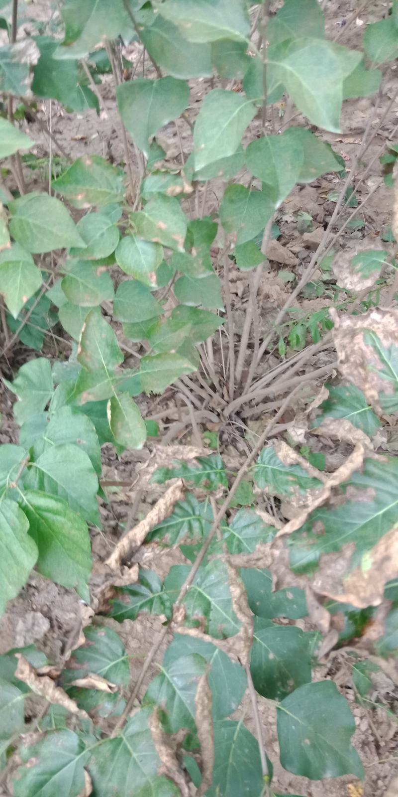 丛生丁香，基地直销，1-3米，欢迎朋友前来选购