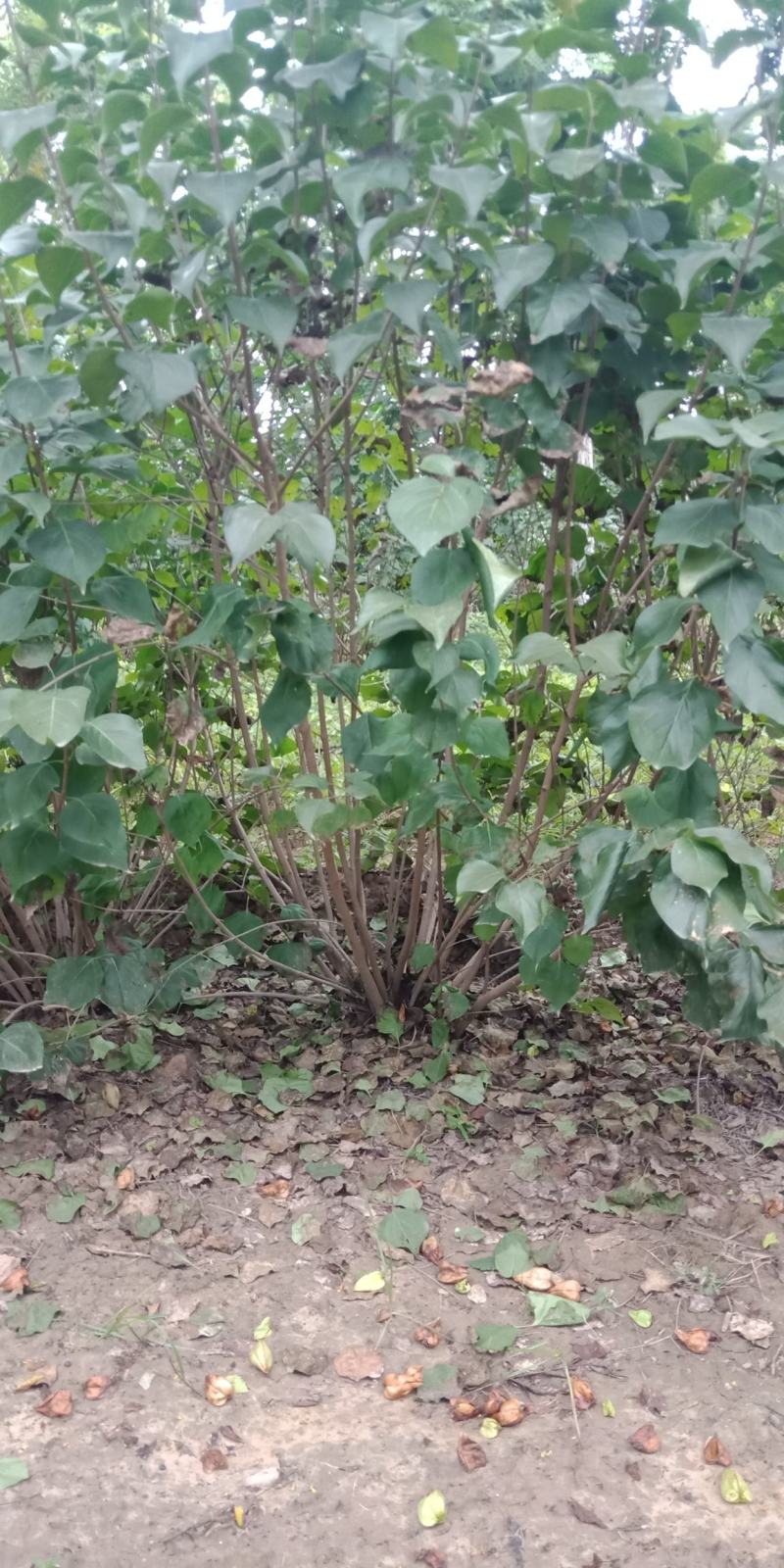 丛生丁香，基地直销，1-3米，欢迎朋友前来选购