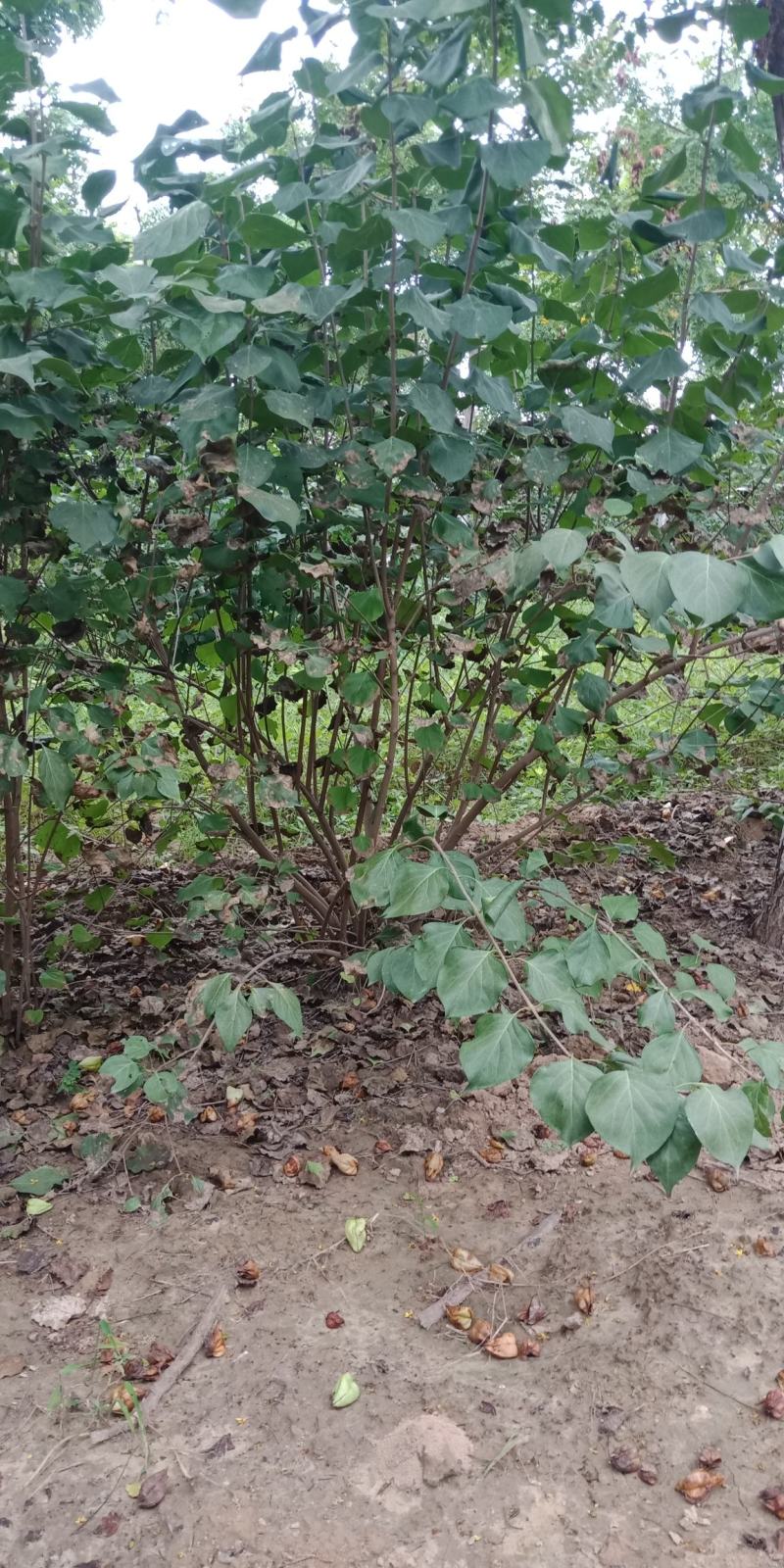 丛生丁香，基地直销，1-3米，欢迎朋友前来选购