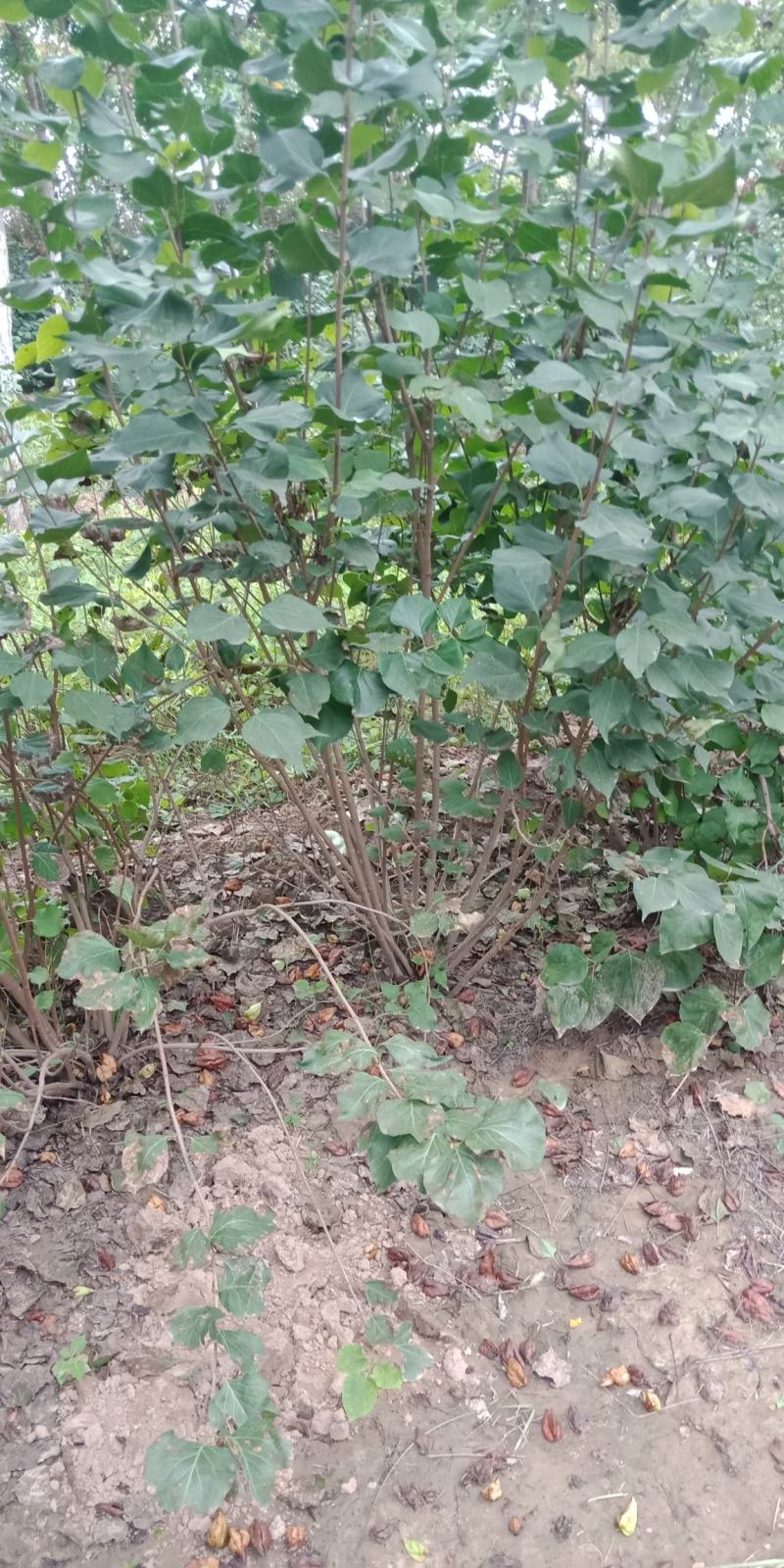 丛生丁香，基地直销，1-3米，欢迎朋友前来选购
