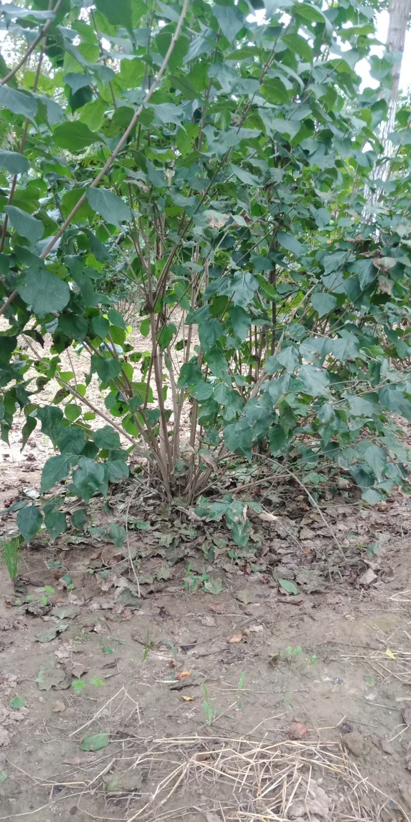 丛生丁香，基地直销，1-3米，欢迎朋友前来选购