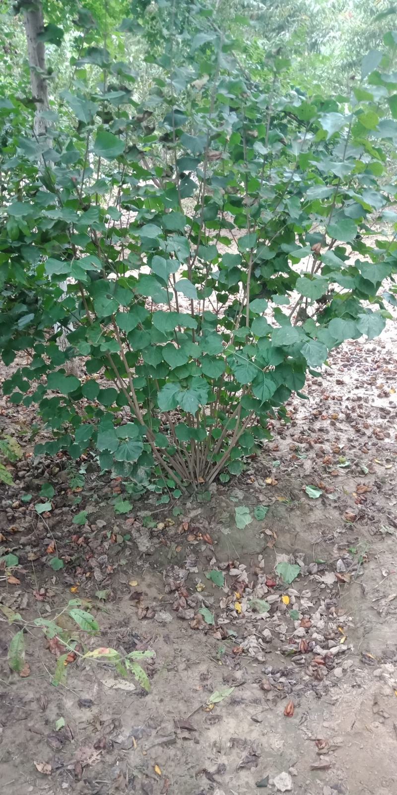 丛生丁香，基地直销，1-3米，欢迎朋友前来选购