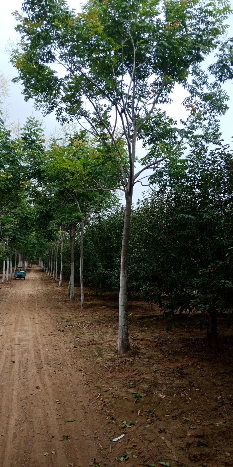 南栾，3-20公分量大，精品苗，基地直销，欢迎前来选购