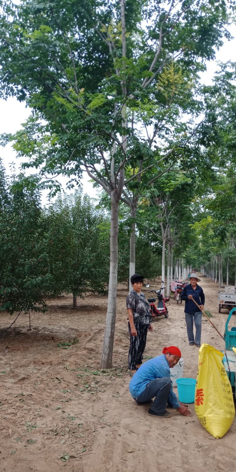 南栾，3-20公分量大，精品苗，基地直销，欢迎前来选购