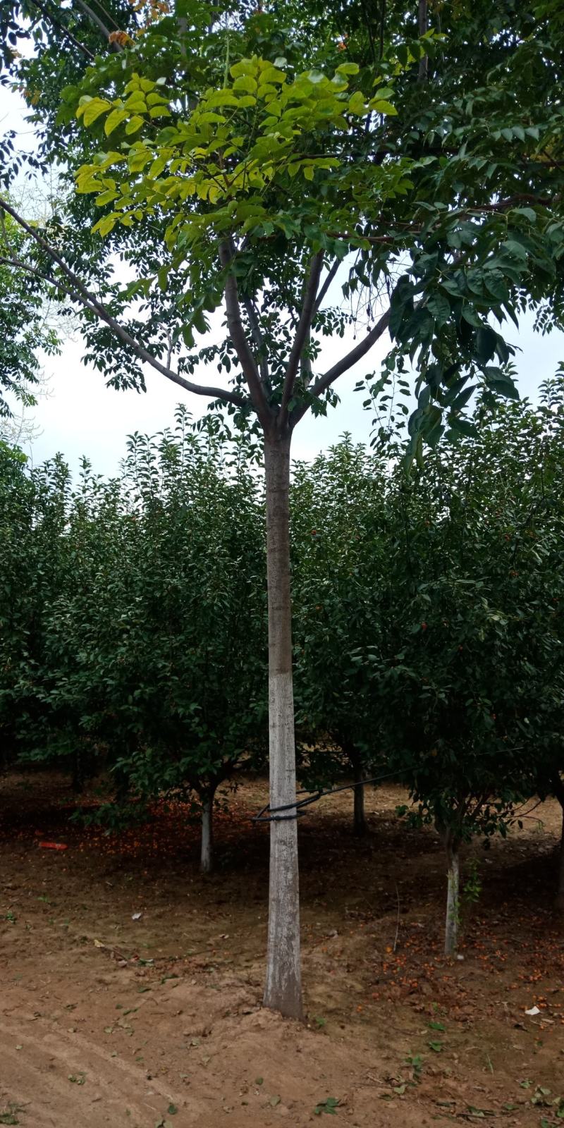 南栾，3-20公分量大，精品苗，基地直销，欢迎前来选购