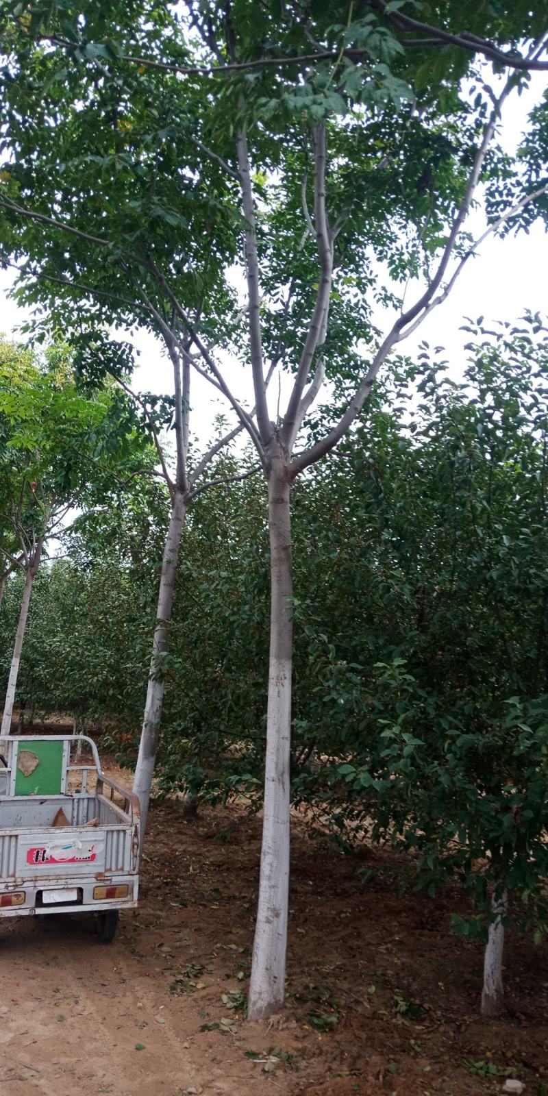 南栾，3-20公分量大，精品苗，基地直销，欢迎前来选购