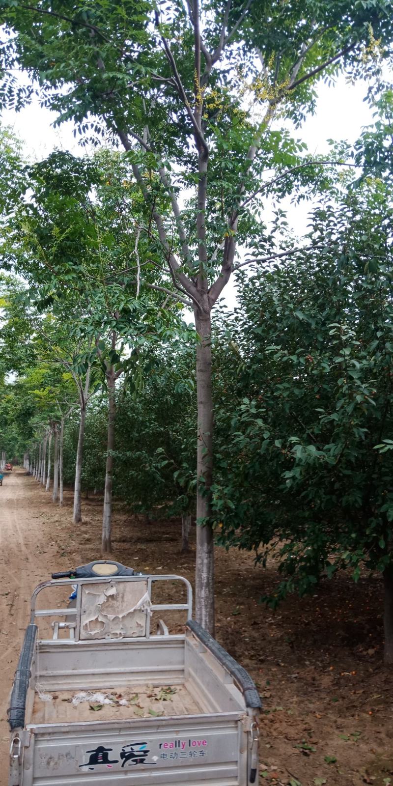 南栾，3-20公分量大，精品苗，基地直销，欢迎前来选购