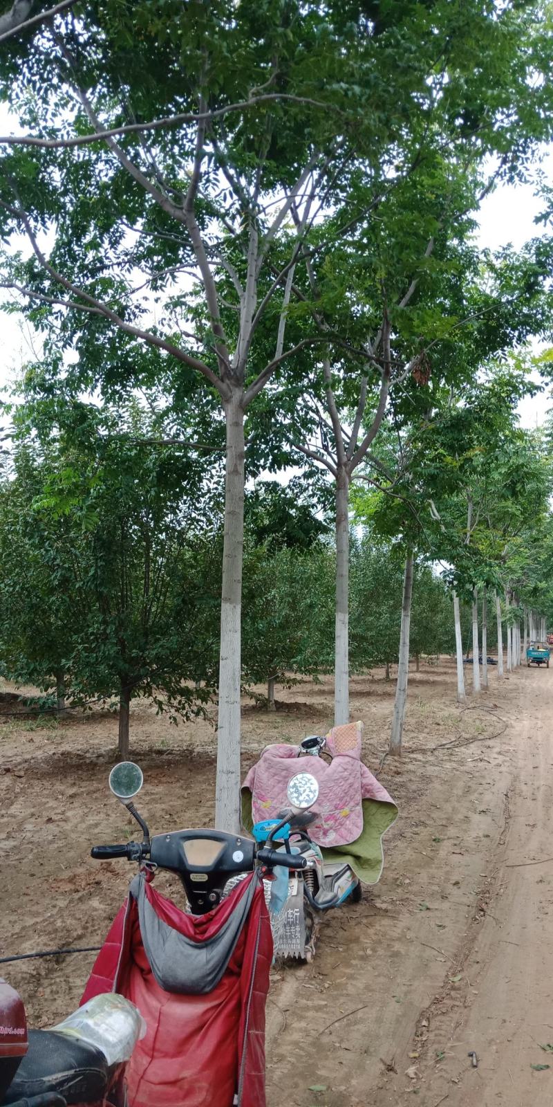 南栾，3-20公分量大，精品苗，基地直销，欢迎前来选购