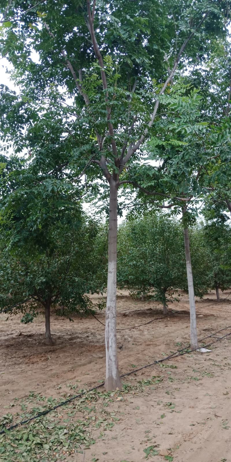 南栾，3-20公分量大，精品苗，基地直销，欢迎前来选购