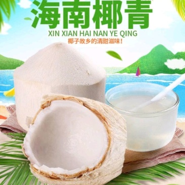 海南特产椰青批发产地直销现厂加工
