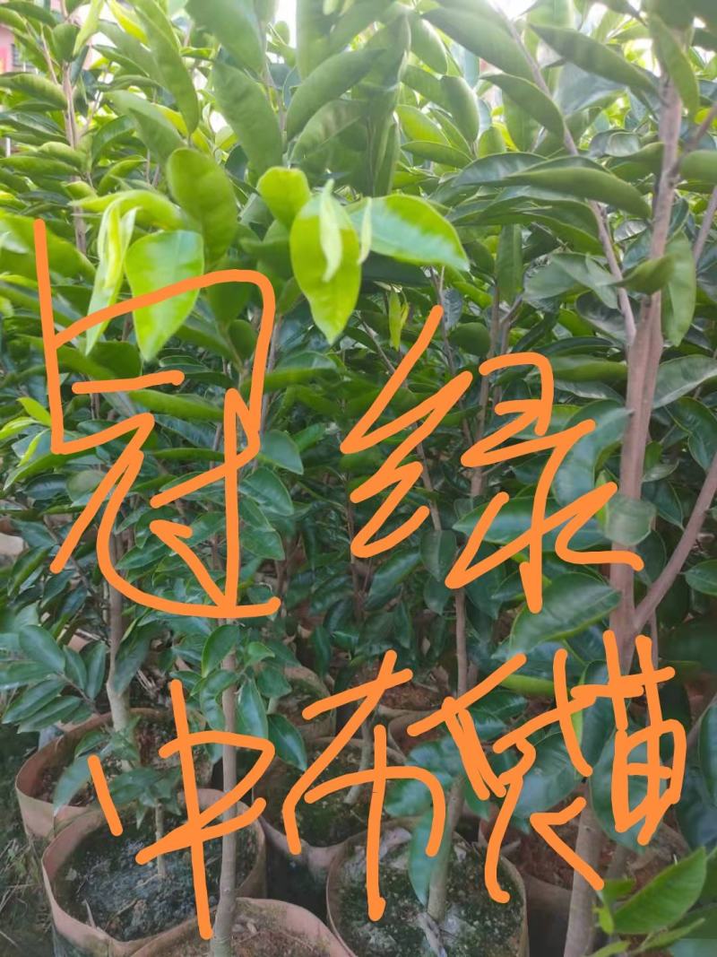 沉香冠绿结油快靓