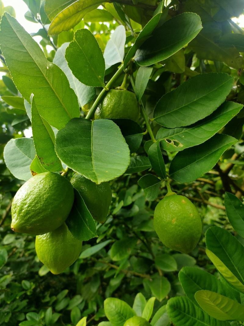 香水柠檬