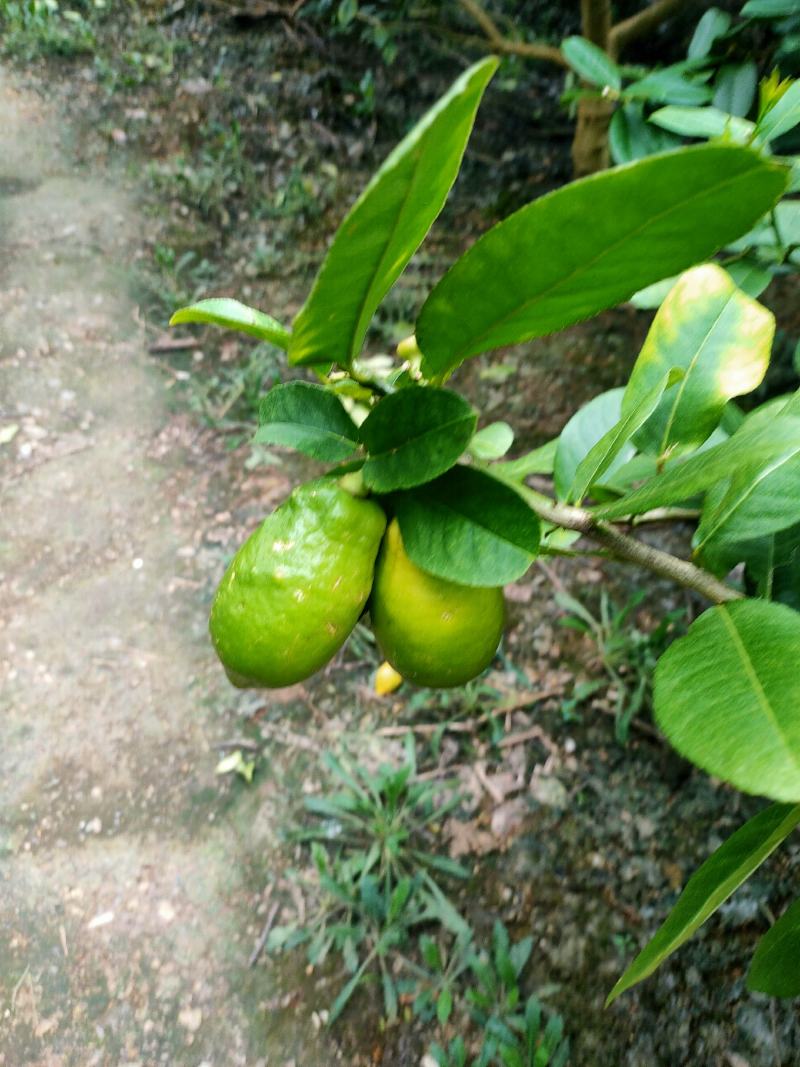 香水柠檬