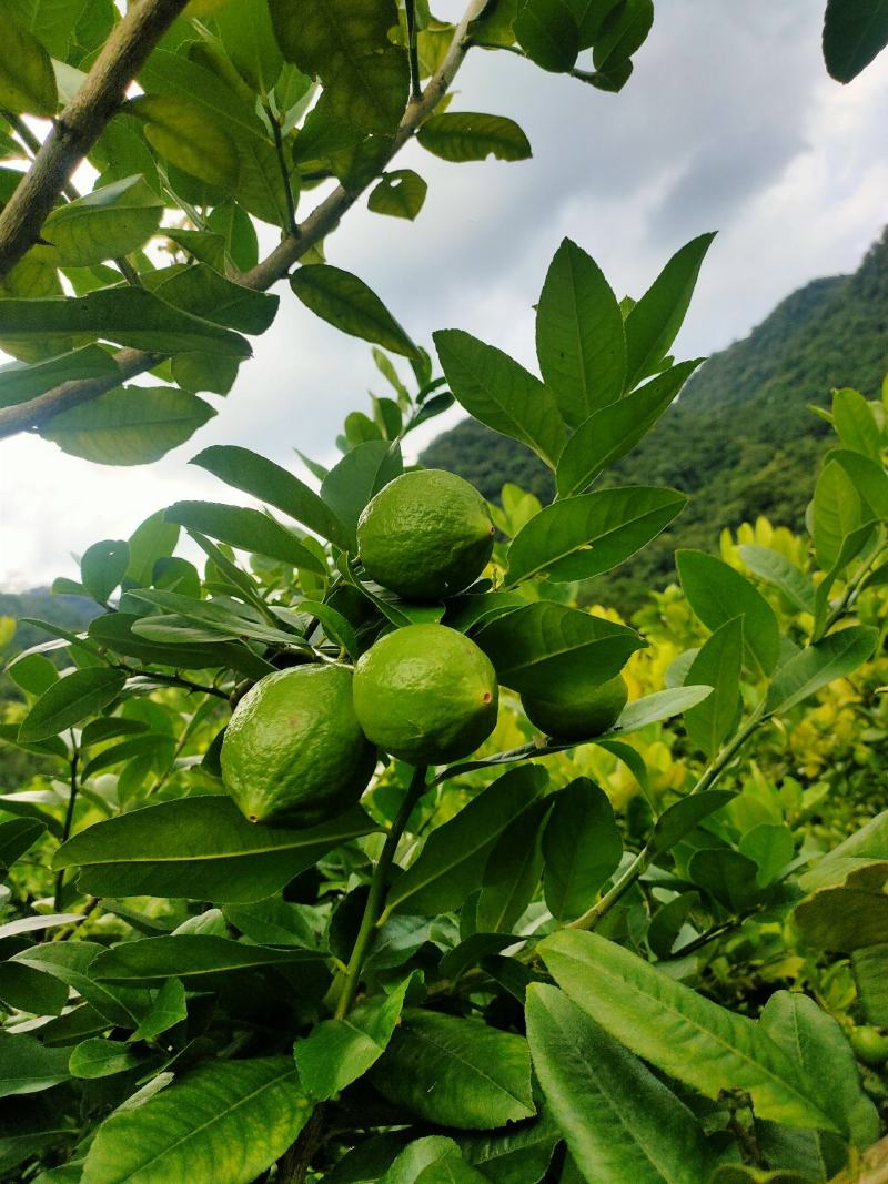 香水柠檬