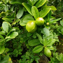 香水柠檬
