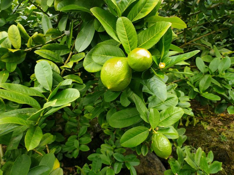 香水柠檬