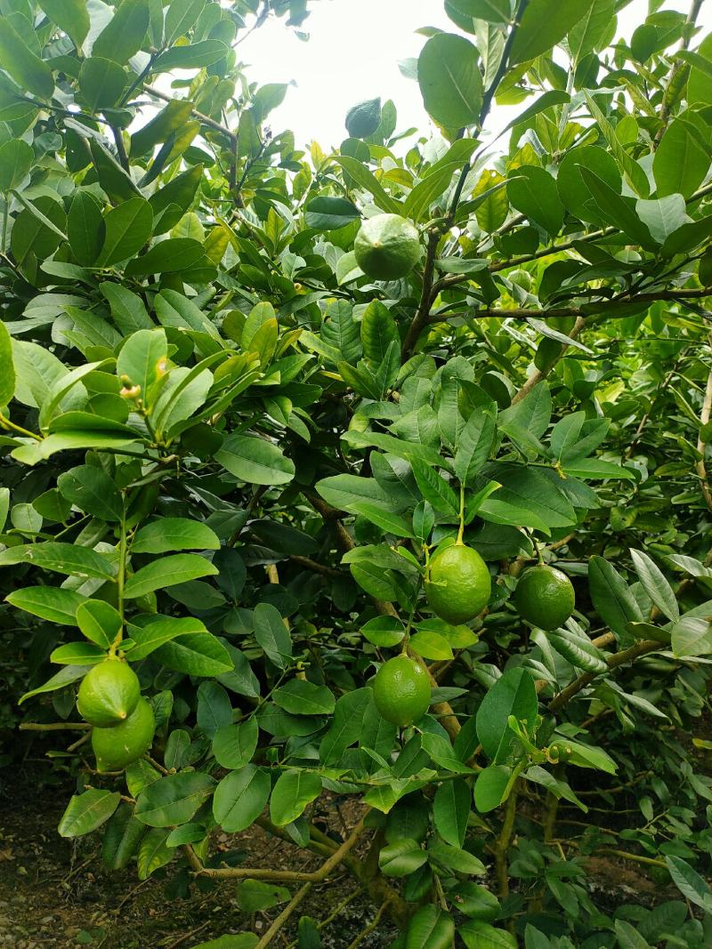 香水柠檬