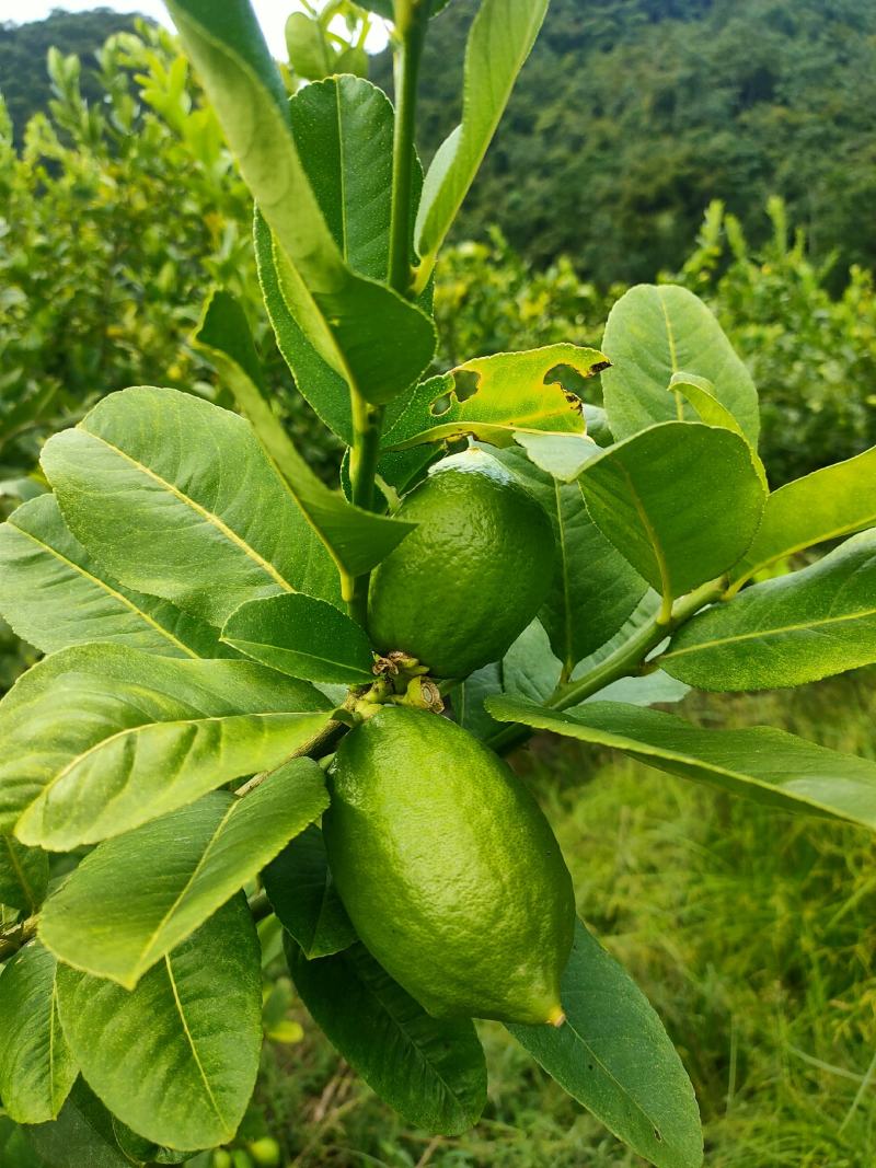 香水柠檬