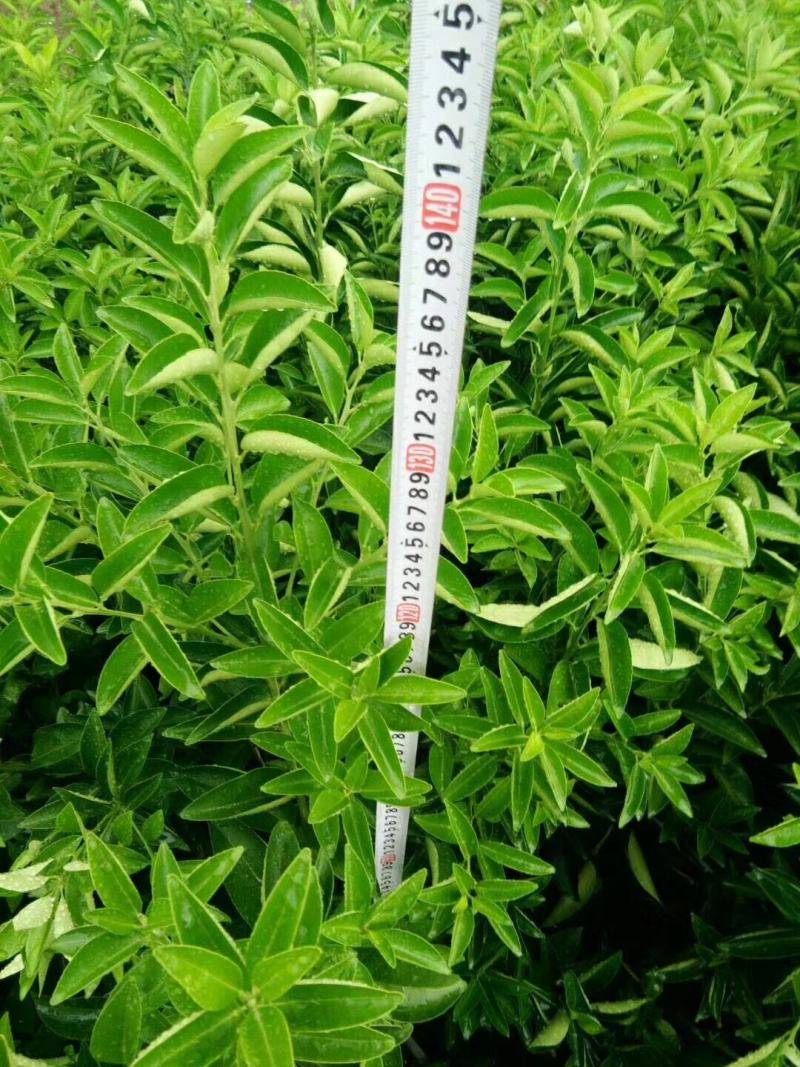 卡拉卡183红肉橙2302果树5859苗，