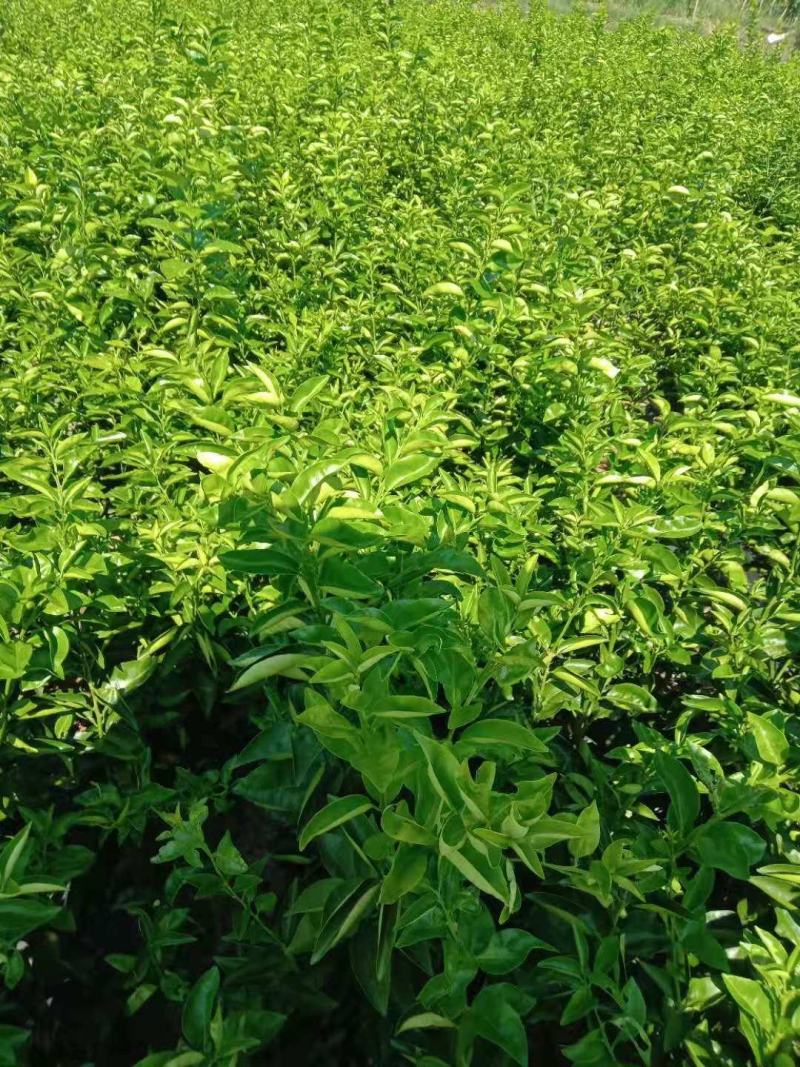 卡拉卡183红肉橙2302果树5859苗，