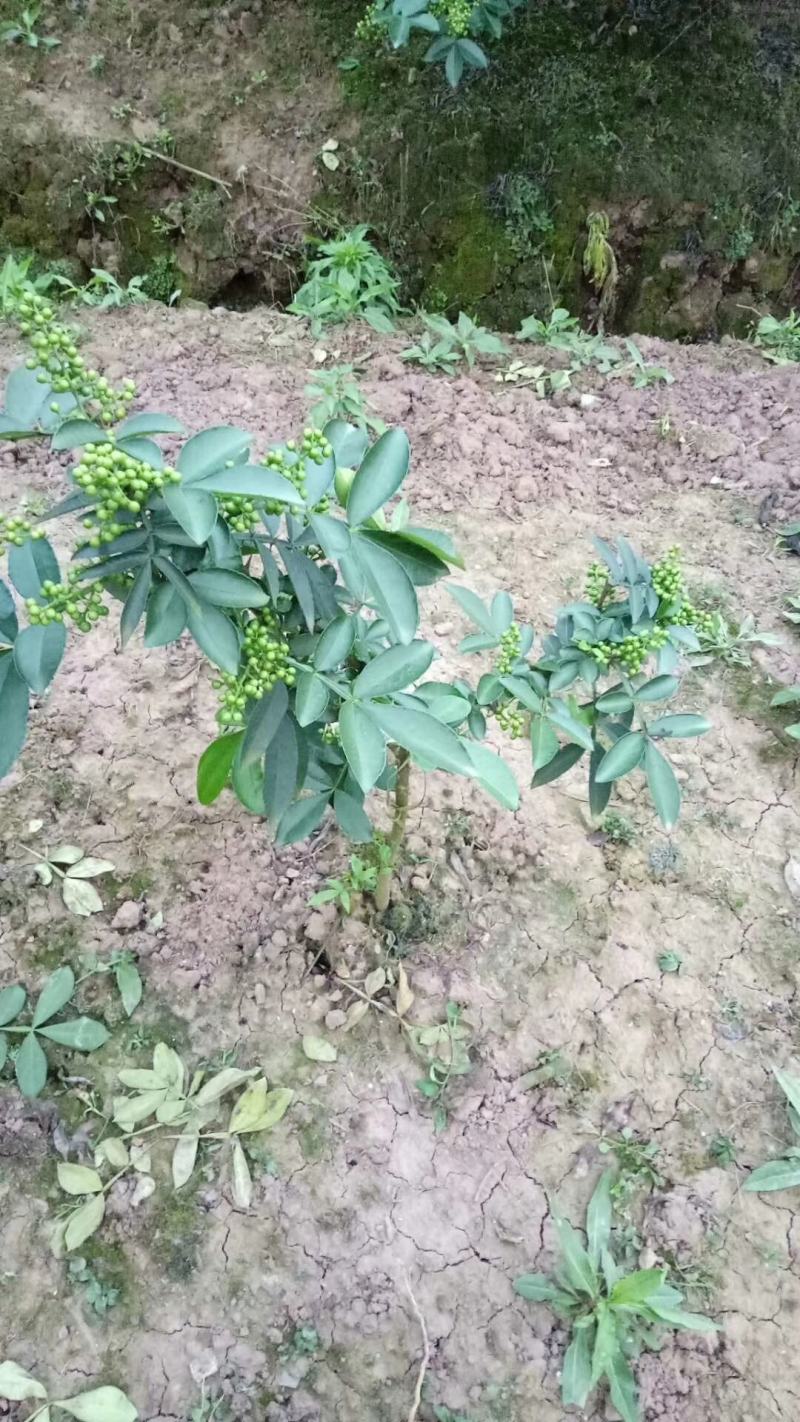 九叶青183花椒2302苗5859