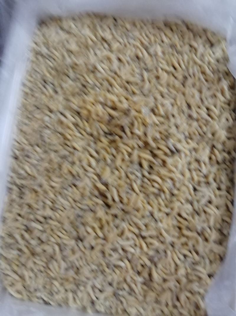 树蜂蛹