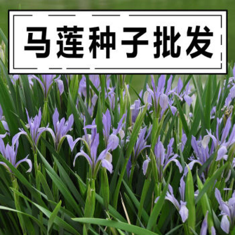马莲种子马兰花种子马连多年生耐寒耐水耐涝水边花卉可水生