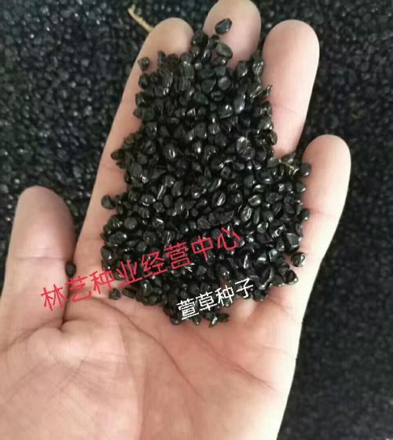 金娃娃萱草种子