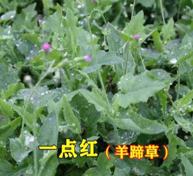 一点红羊蹄草种子叶下红背菜种籽盆栽阳台庭院四季种植